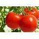 Асгард F1 семена томата индет раннего окр-прип 180-200 гр (Erste Zaden)