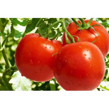 Асгард F1 семена томата индет раннего окр-прип 180-200 гр (Erste Zaden)