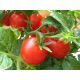 ЕЗ 1417 F1 (EZ 1417 F1) семена томата дет. среднеранн. 95-100 дн. 100-110 гр. (Erste Zaden)