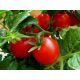ЕЗ 1418 F1 (EZ 1418 F1) семена томата дет. среднеранн. 95-100 дн. 100-110 гр. (Erste Zaden)