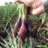 Карминка F1 семена лука репчатого раннего дл. дня (Semo)