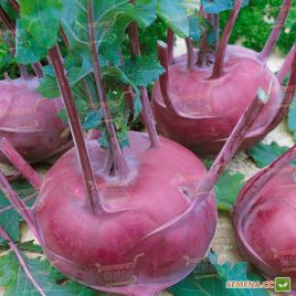 Бланкит семена капусты кольраби (Semo)