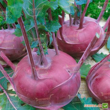 Бланкит семена капусты кольраби (Semo)