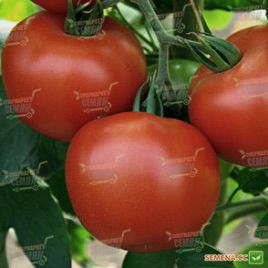 Дар Заволжья семена томата дет. (GL Seeds)