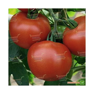 Дар Заволжья семена томата дет. (GL Seeds)