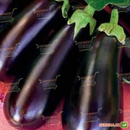 Лонг Вайалетт семена баклажана (Euroseed)