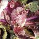 KS 888 F1 насіння капусти пекінської (Kitano Seeds)