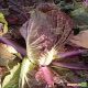 KS 888 F1 насіння капусти пекінської (Kitano Seeds)