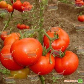 Тамарис F1 семена томата индет. (Clause)