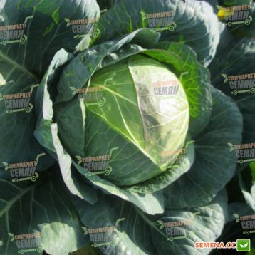 Гигант F1 семена капусты б/к поздней (Tezier)