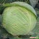 Гигант F1 семена капусты б/к поздней (Tezier)