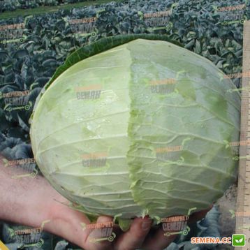 Кубок F1 семена капусты б/к средней (Tezier)