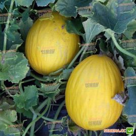 Агаси F1 семена дыни тип SPANISH (Kitano Seeds)