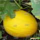 Агаси F1 семена дыни тип SPANISH (Kitano Seeds)