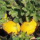 Агаси F1 семена дыни тип SPANISH (Kitano Seeds)