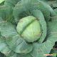 Акира F1 семена капусты б/к ранней (Kitano Seeds)