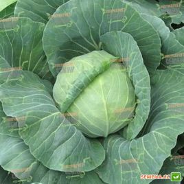 Акира F1 семена капусты б/к ранней (Kitano Seeds)