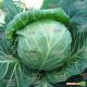 Акира F1 семена капусты б/к ранней (Kitano Seeds)