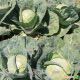 Акира F1 семена капусты б/к ранней (Kitano Seeds)