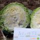 Акира F1 семена капусты б/к ранней (Kitano Seeds)