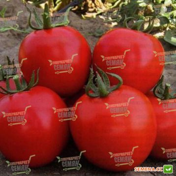 Насіння томату Асвон F1 купити від Kitano Seeds | Супермаркет Насіння