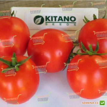 Насіння томату Асвон F1 купити від Kitano Seeds | Супермаркет Насіння