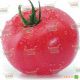 Касамори F1 семена томата индет. розового (Kitano Seeds) 
