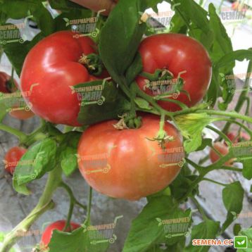 Касамори F1 семена томата индет. розового (Kitano Seeds) 
