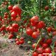 Хитомакс F1 семена томата индет. (Kitano Seeds)