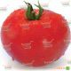 Хитомакс F1 семена томата индет. (Kitano Seeds)