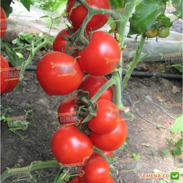 Хитомакс F1 семена томата индет. (Kitano Seeds)