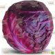 Киото F1 семена капусты к/к ранней (Kitano Seeds)
