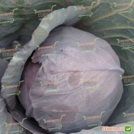 Киото F1 семена капусты к/к ранней 70-75 дн. 1,5-2,5 кг окр. (Kitano Seeds)