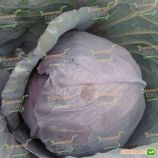 Киото F1 семена капусты к/к ранней (Kitano Seeds)
