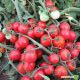 Конори F1 семена томата черри (Kitano Seeds)