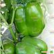 KS 04 F1 семена перца сладкого (Kitano Seeds)