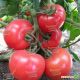 KS 14 F1 семена томата индет. розового (Kitano Seeds)