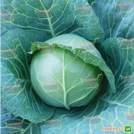 KS 15 F1 семена капусты б/к средней (Kitano Seeds)