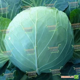 KS 29 F1 семена капусты б/к средней (Kitano Seeds)