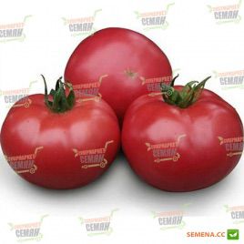 KS 38 F1 семена томата индет. розового (Kitano Seeds)