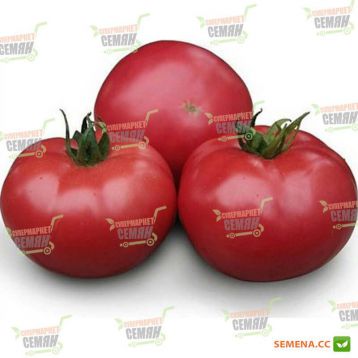 KS 38 F1 семена томата индет. розового (Kitano Seeds)
