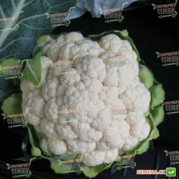 КС 48 F1 (KS 48 F1) cемена капусты цветной ранней (Kitano Seeds)