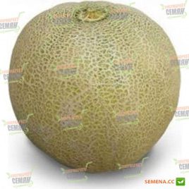 KS 55 F1 семена дыни тип Japanese (Kitano Seeds)