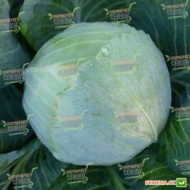 KS 60 F1 семена капусты б/к средней (Kitano Seeds) 