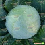 KS 60 F1 семена капусты б/к средней (Kitano Seeds) 