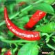 KS 65 F1 семена перца острого (Kitano Seeds)