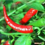 KS 65 F1 семена перца острого (Kitano Seeds)