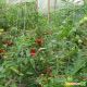 KS 74 F1 семена томата полудет. (Kitano Seeds) 