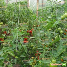 KS 74 F1 семена томата полудет. (Kitano Seeds) 