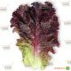 KS 101 семена салата тип Батавия (Kitano Seeds)
